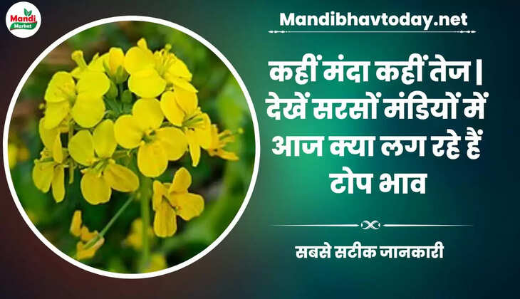  Sarso Live Rate Today 18 Mar 2023