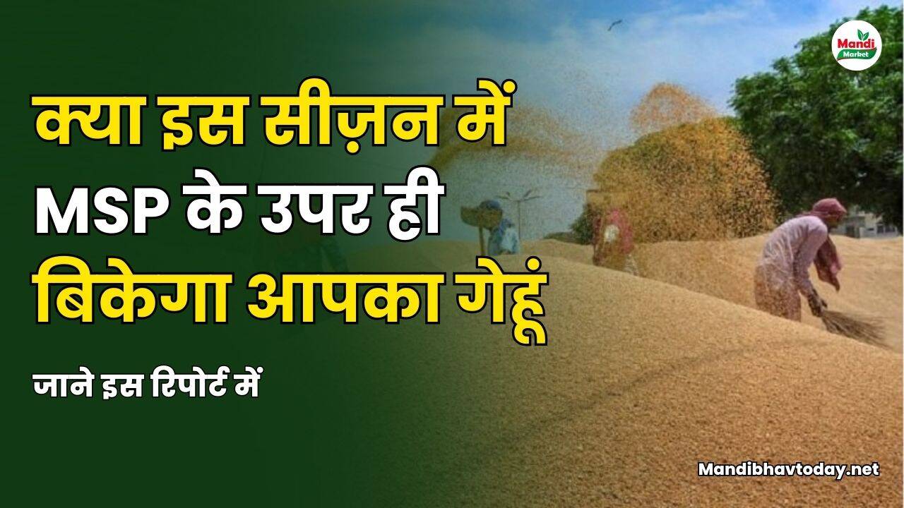 क्या इस सीज़न में MSP के उपर ही बिकेगा आपका गेहूं | जाने इस रिपोर्ट में