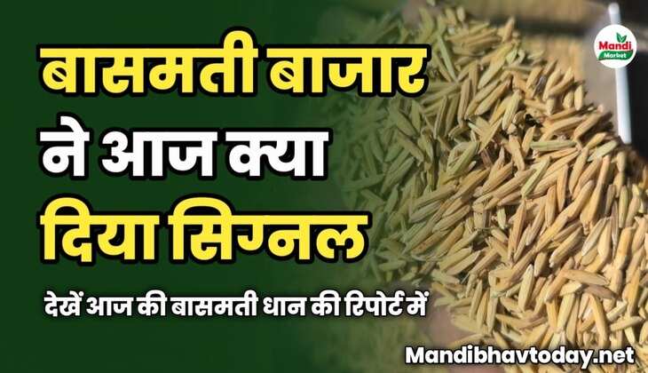 बासमती बाजार ने आज क्या दिया सिग्नल | देखें आज की बासमती धान की रिपोर्ट में