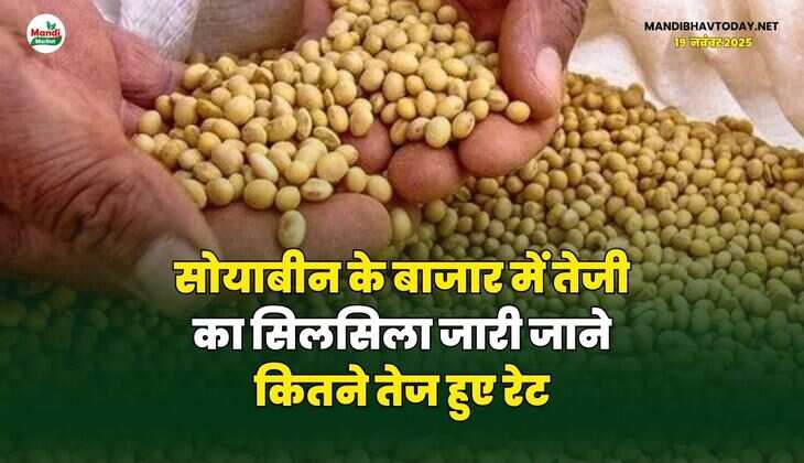 सोयाबीन के बाजार में तेजी का सिलसिला जारी |जाने कितने तेज हुए रेट