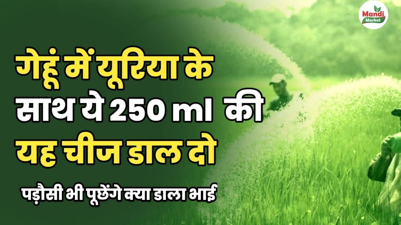गेहूं में यूरिया के साथ यह 250 ml की चीज डाल दो | पड़ोसी भी पूछेंगे,क्या डाला भाई। 