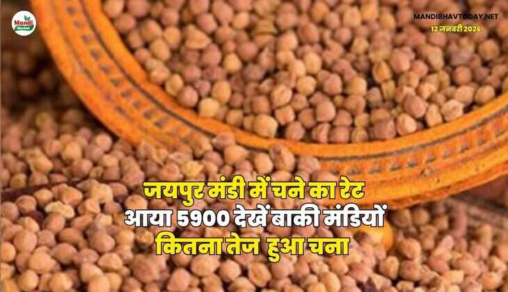 जयपुर मंडी में चने का रेट आया 5900 | देखें बाकी मंडियों कितना तेज  हुआ चना