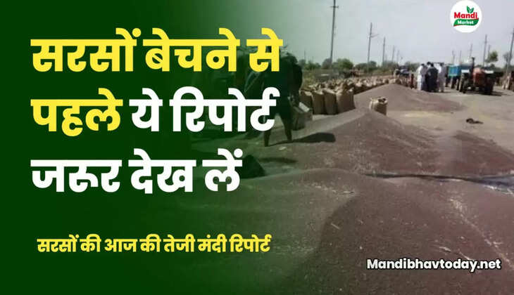 सरसों बेचने से पहले ये रिपोर्ट जरूर देख लें | सरसों तेजी मंदी रिपोर्ट 01 अप्रैल 2023