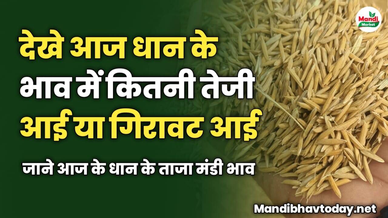 देखे आज धान के भाव में तेजी आई या गिरावट | जाने धान के ताजा मंडी भाव 