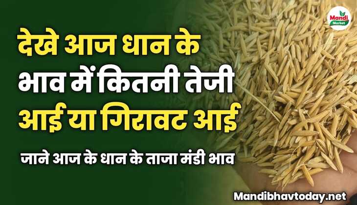 देखे आज धान के भाव में कितनी तेजी आई या गिरावट आई | जाने आज के धान के ताजा मंडी भाव 