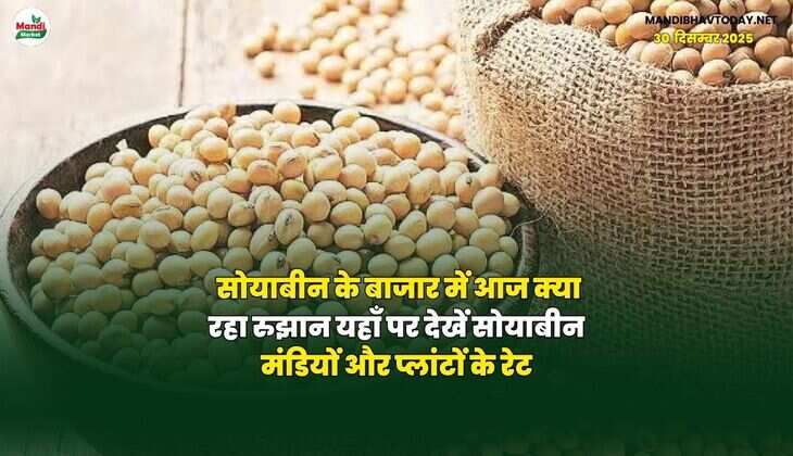सोयाबीन के बाजार में आज क्या रहा रुझान | यहाँ पर देखें सोयाबीन मंडियों और प्लांटों के रेट