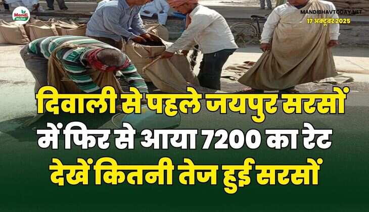 दिवाली से पहले जयपुर सरसों में फिर से आया 7200 का रेट | देखें कितनी तेज हुई सरसों