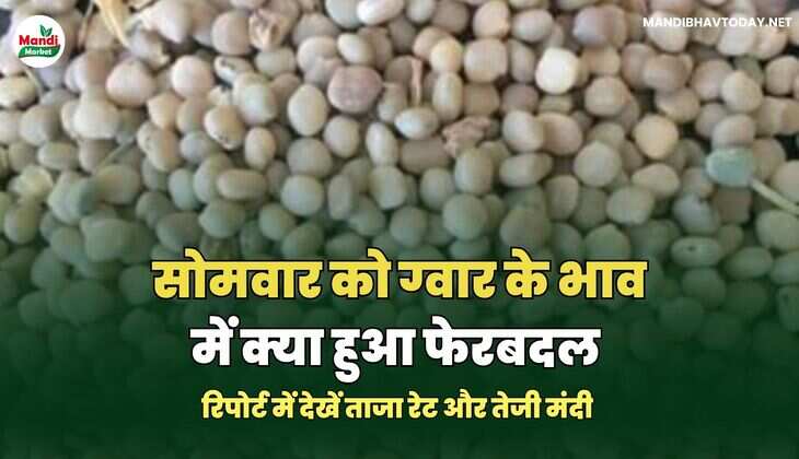  सोमवार को ग्वार के भाव में क्या हुआ फेरबदल |  रिपोर्ट में देखें ताजा रेट और तेजी मंदी 
