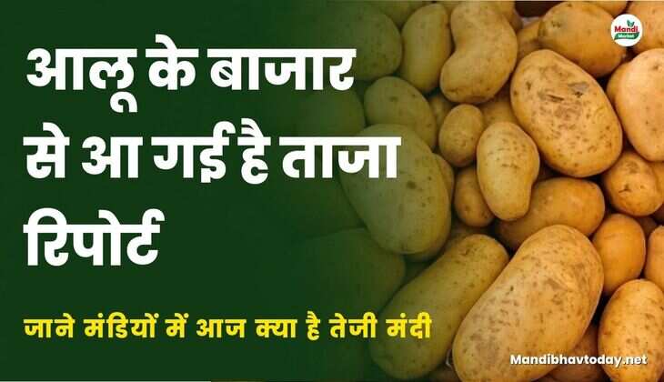 आलू के बाजार से आ गई है ताजा रिपोर्ट | जाने मंडियों में आज क्या है तेजी मंदी