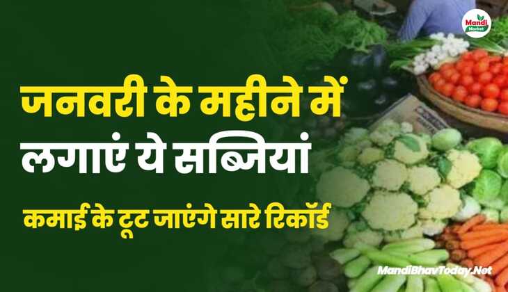 जनवरी के महीने में लगाएं ये तीन सब्जियां | कमाई के टूट जाएंगे सारे रिकॉर्ड