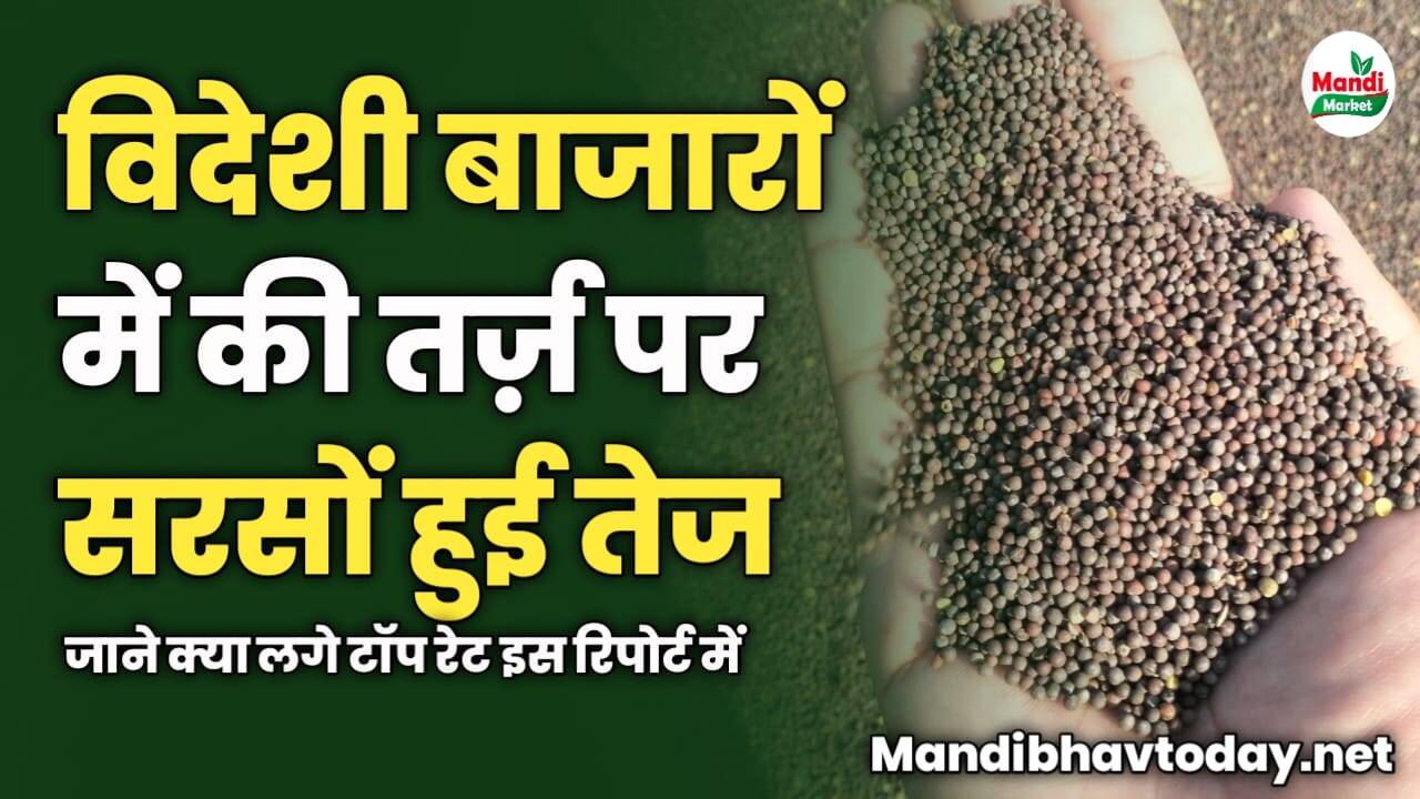 विदेशी बाजारों में की तर्ज़ पर सरसों हुई तेज | जाने क्या लगे टॉप रेट