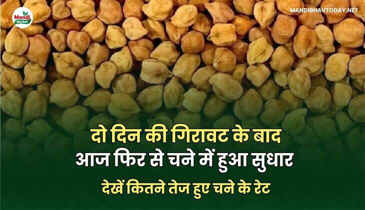 दो दिन की गिरावट के बाद आज फिर से चने में हुआ सुधार | देखें कितने तेज हुए चने के रेट