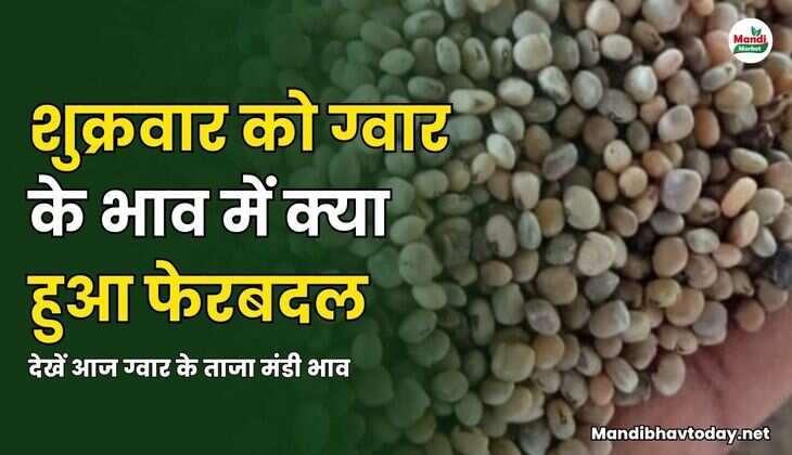 शुक्रवार को ग्वार के भाव में क्या हुआ फेरबदल | देखें आज ग्वार के ताजा मंडी भाव 