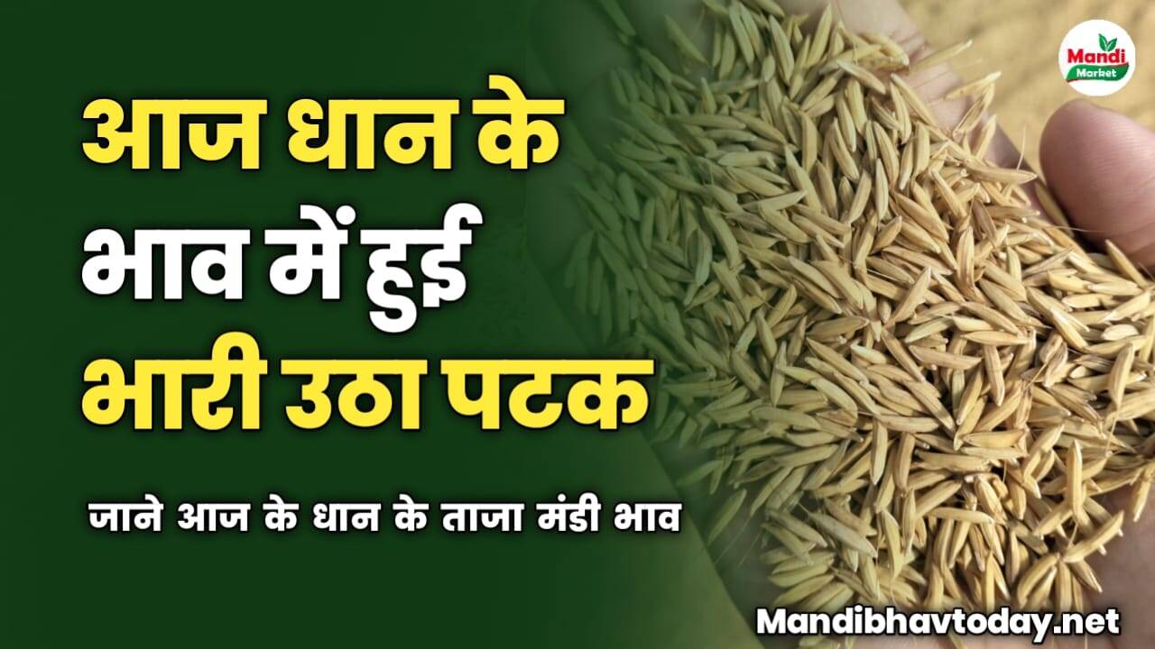 आज धान के भाव में हुई भारी उठा पटक | जाने आज के धान के ताजा मंडी भाव