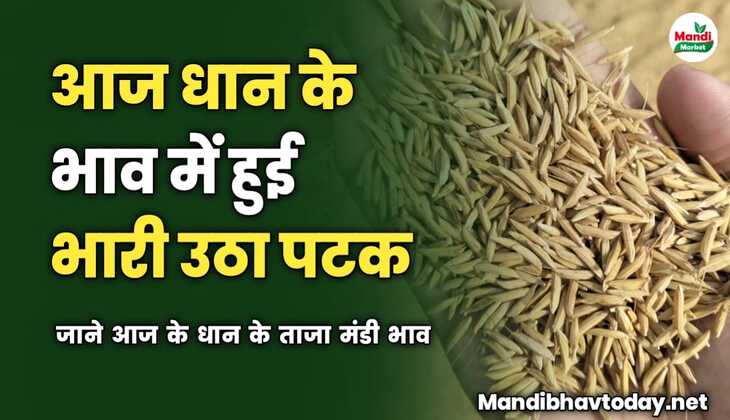 आज धान के भाव में हुई भारी उठा पटक | जाने आज के धान के ताजा मंडी भाव 