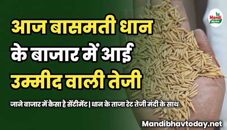 आज बासमती धान के बाजार में आई उम्मीद वाली तेजी | जाने बाजार में कैसा है सेंटीमेंट | धान के ताजा रेट तेजी मंदी के साथ