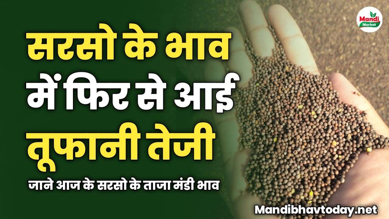 सरसो की कीमतों में फिर से आई तूफानी तेजी | जाने आज के सरसो के ताजा मंडी भाव