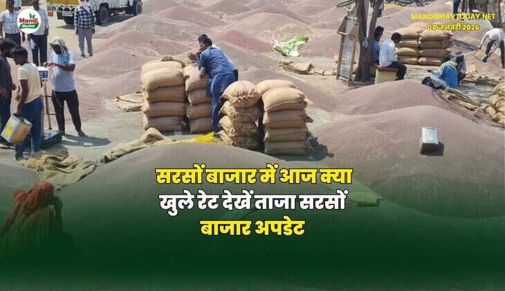 सरसों बाजार में आज क्या खुले रेट | देखें ताजा सरसों बाजार अपडेट