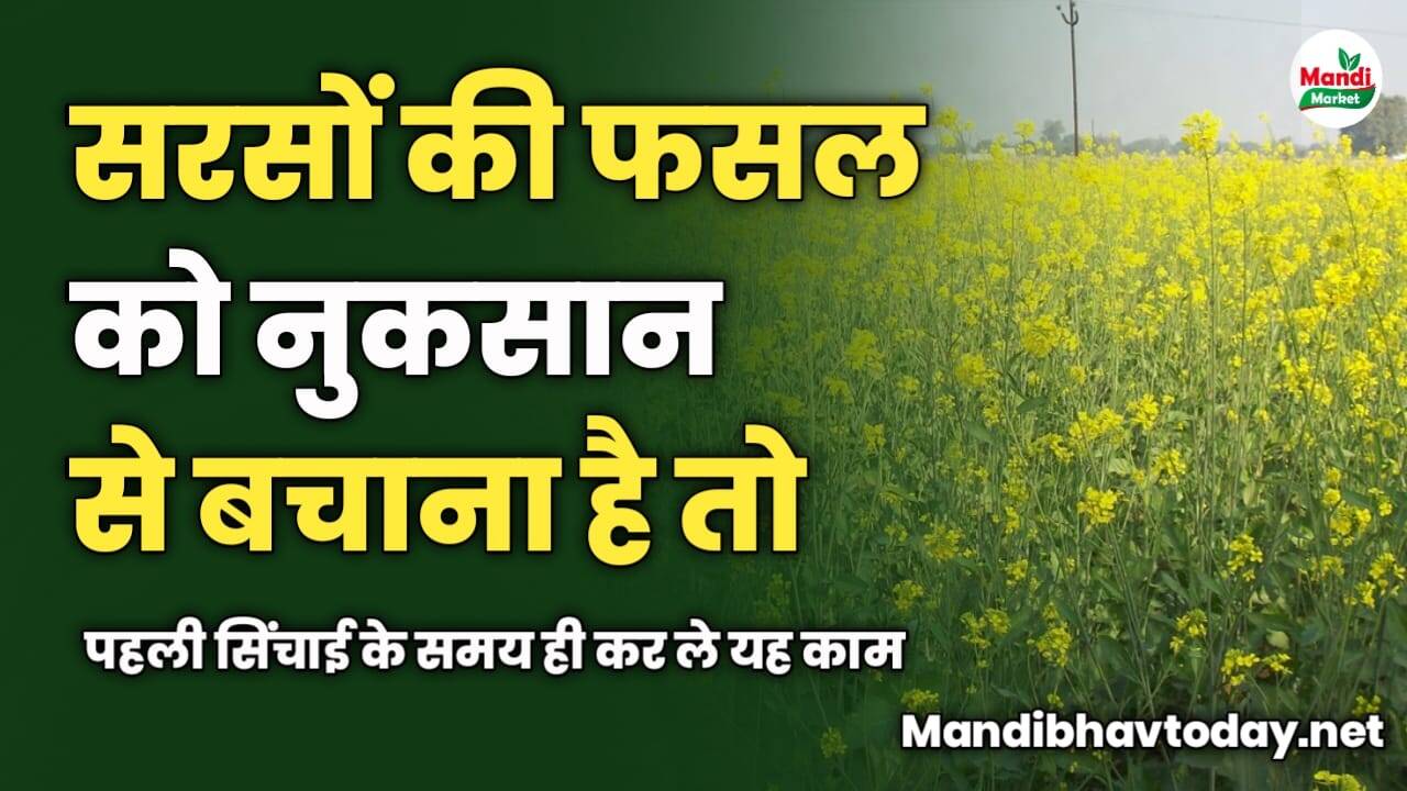 सरसों की फसल को नुकसान से बचाना है | तो पहली सिंचाई के समय ही कर ले यह काम