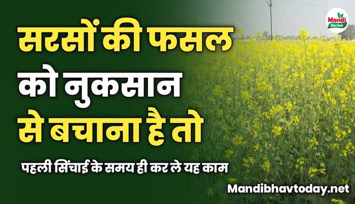 सरसों की फसल को नुकसान से बचाना है | तो पहली सिंचाई के समय ही कर ले यह काम