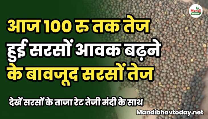 आज 100 रु तक तेज हुई सरसों, आवक बढ़ने के बावजूद सरसों तेज