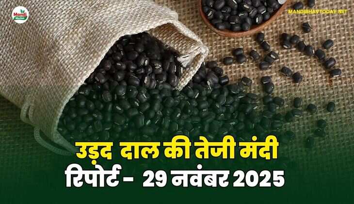  उड़द दाल की तेजी मंदी रिपोर्ट  -29  नवंबर 2025