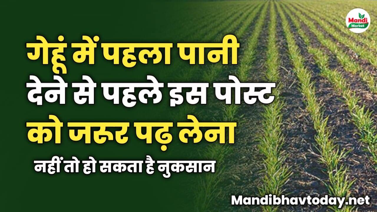 गेहूं में पहला पानी देने से पहले ये पोस्ट जरूर पढ़ लेना | नहीं तो हो सकता है नुकसान