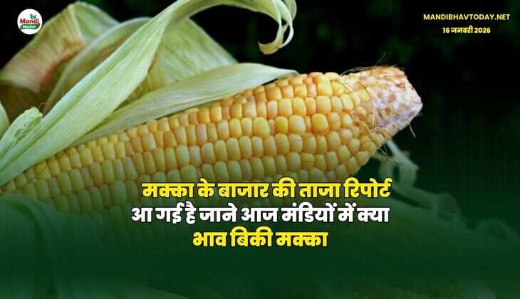 मक्का के बाजार की ताजा रिपोर्ट आ गई है | जाने आज मंडियों में क्या भाव बिकी मक्का