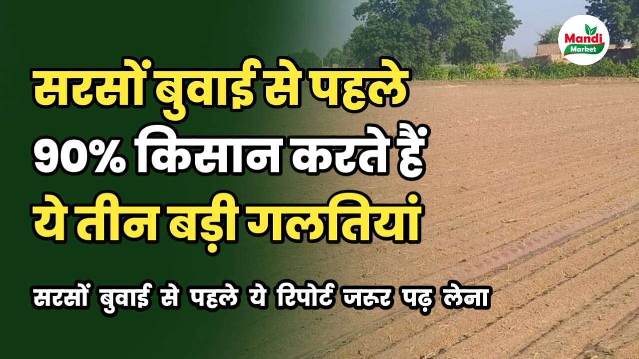 सरसो बुवाई से पहले 90% किसान करते हैं ये तीन बड़ी गलतियां | सरसो बुवाई से पहले ये रिपोर्ट जरूर पढ़ लेना 