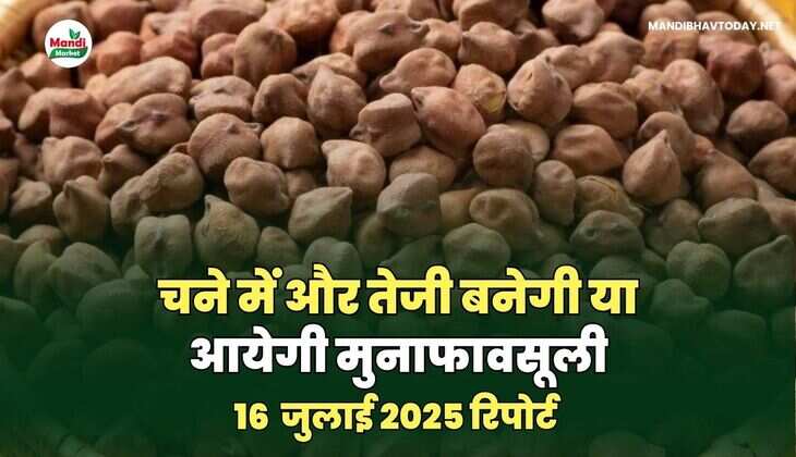 चने में और तेजी बनेगी या आयेगी मुनाफावसूली