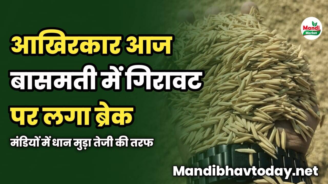 आखिरकार बासमती में गिरावट पर लगा ब्रेक | मंडियों में धान मुड़ा तेजी की तरफ | देखें आज के धान के रेट