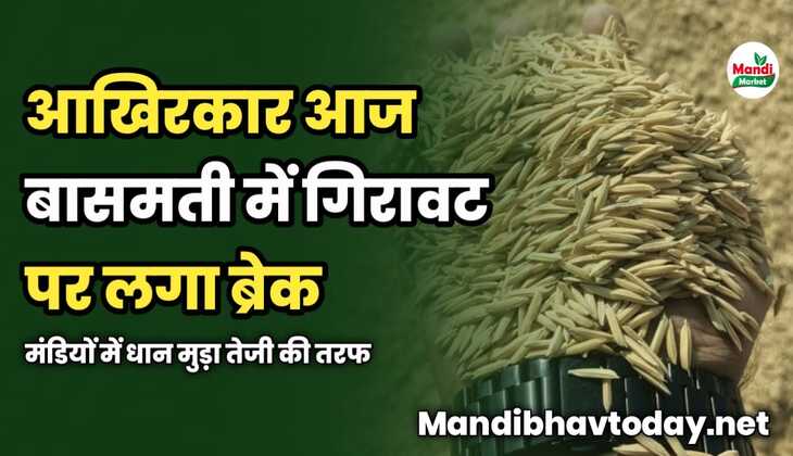 आखिरकार बासमती में गिरावट पर लगा ब्रेक | मंडियों में धान मुड़ा तेजी की तरफ | देखें आज के धान के रेट