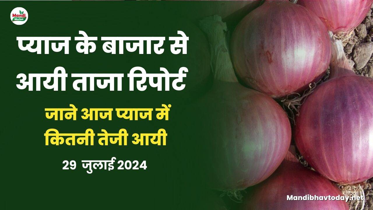 प्याज के बाजार से आयी ताजा रिपोर्ट | जाने आज प्याज में कितनी तेजी आयी