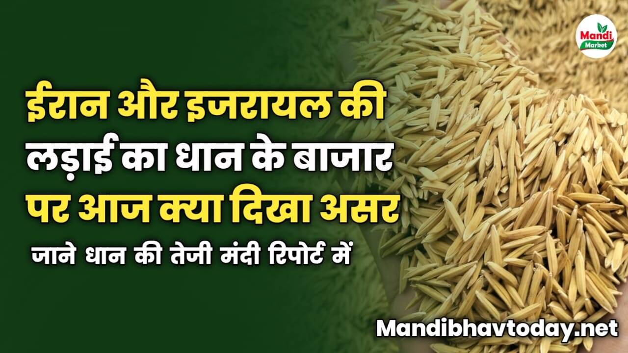 ईरान इजरायल की लड़ाई का धान के बाजार पर आज क्या दिखा असर | जाने धान की तेजी मंदी रिपोर्ट में