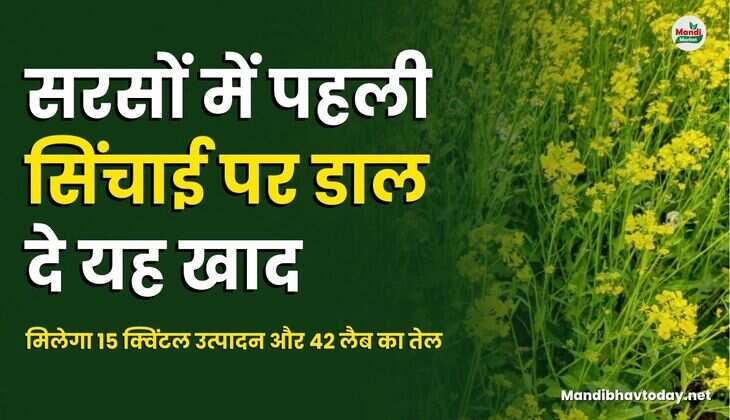 मिलेगा 15 क्विंटल उत्पादन और 42 लैब का तेल