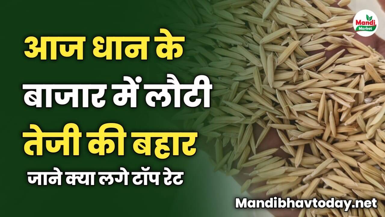 धान के बाजार में लौटी तेजी की बहार | जाने क्या लगे टॉप रेट