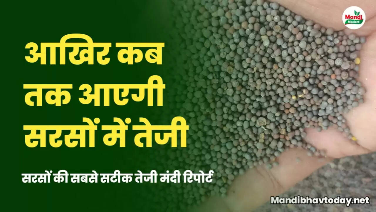 mustard teji mandi report