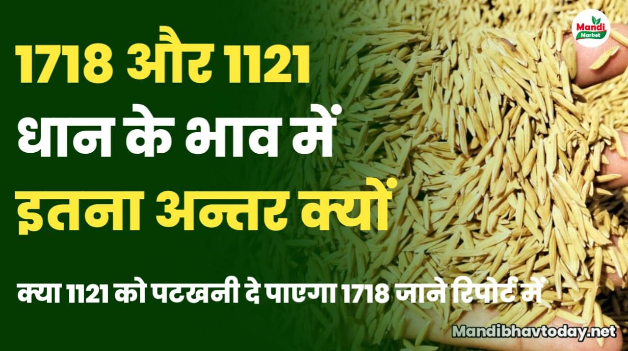 1718 और 1121 धान के भाव में इतना अन्तर क्यों | क्या 1121 को पटखनी दे पाएगा 1718 जाने रिपोर्ट में