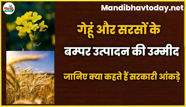 गेहूं और सरसों के बम्पर उत्पादन की उम्मीद | जानिए क्या कहते हैं सरकारी आंकड़े