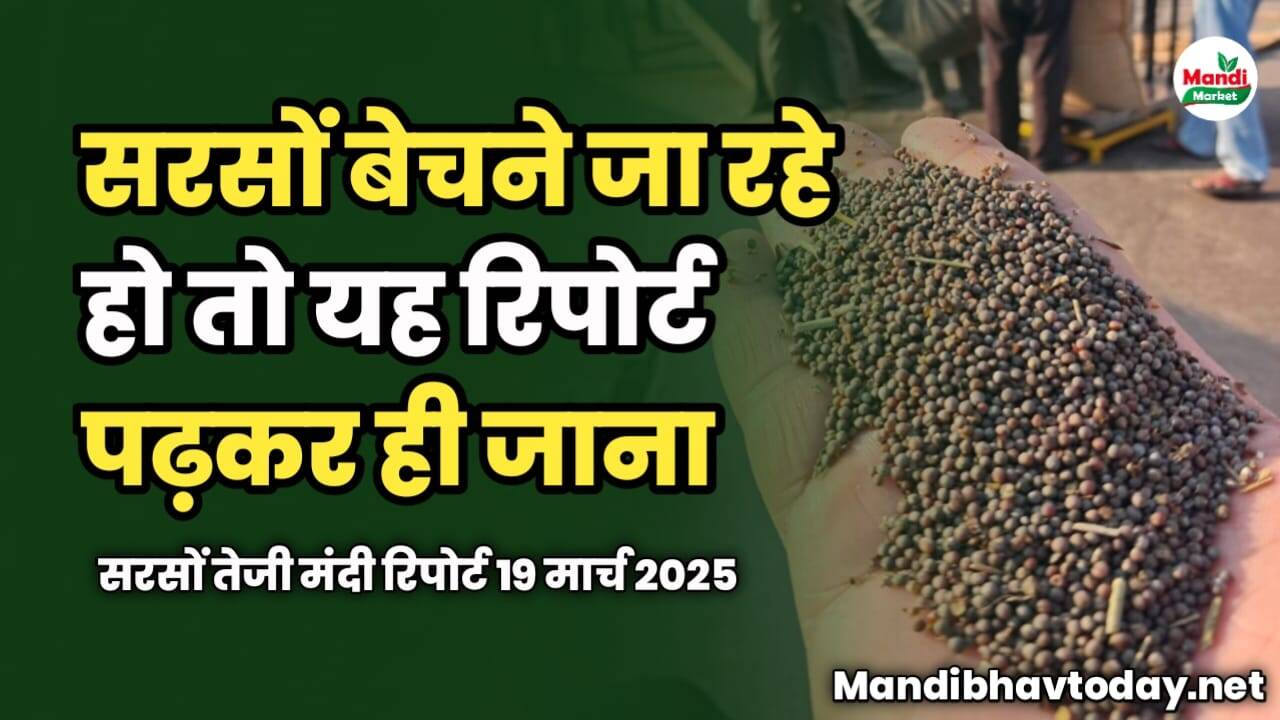 सरसों बेचने जा रहे हो तो यह रिपोर्ट पढ़कर ही जाना | सरसों तेजी मंदी रिपोर्ट 19 मार्च 2025