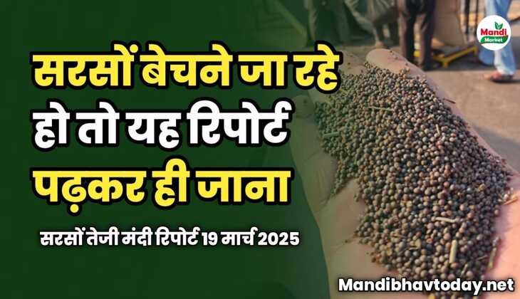 सरसों बेचने जा रहे हो तो यह रिपोर्ट पढ़कर ही जाना | सरसों तेजी मंदी रिपोर्ट 19 मार्च 2025
