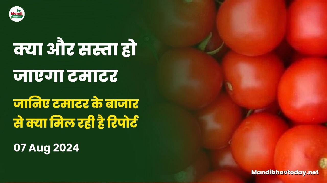 जानिए टमाटर के बाजार से क्या मिल रही है रिपोर्ट