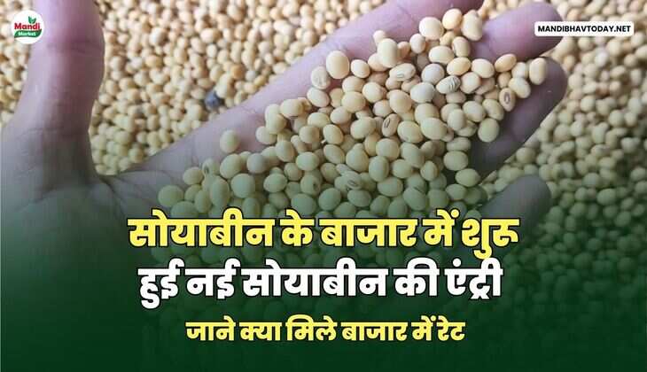 सोयाबीन 