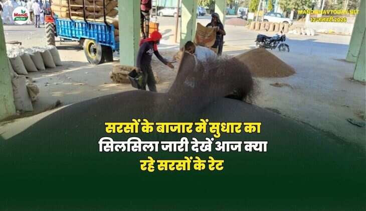 सरसों के बाजार में सुधार का सिलसिला जारी | देखें आज क्या रहे सरसों के रेट