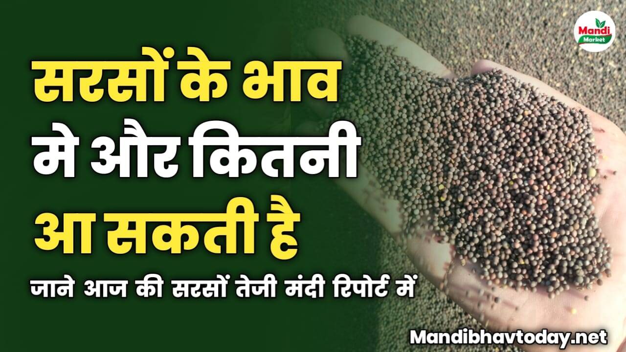 और कितनी तेज होगी सरसों | जाने आज की सरसों तेजी मंदी रिपोर्ट में