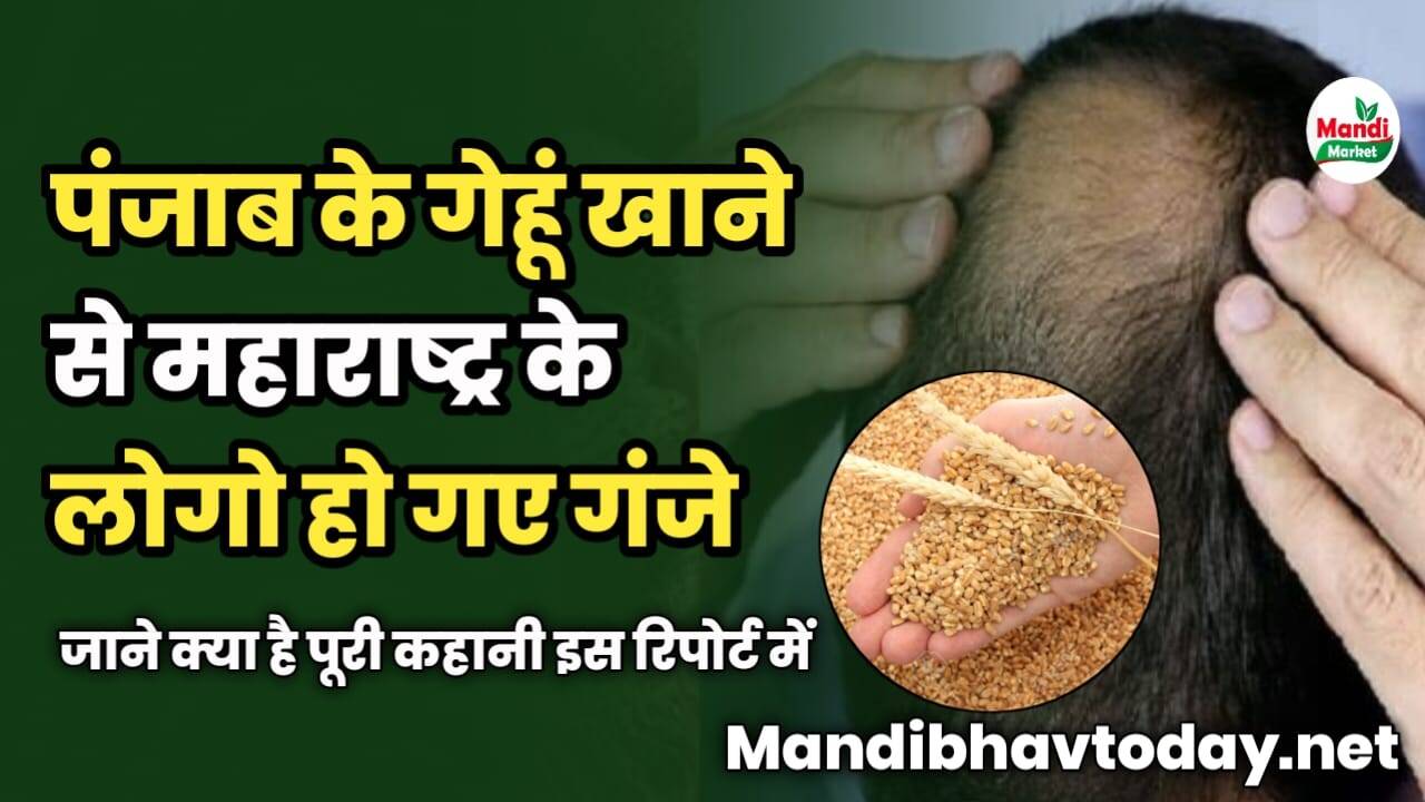 पंजाब के गेहूं खाने से महाराष्ट्र के लोगो हो गए गंजे | जाने क्या है पूरी कहानी इस रिपोर्ट में