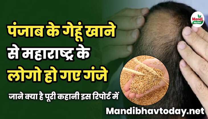 पंजाब के गेहूं खाने से महाराष्ट्र के लोगो हो गए गंजे | जाने क्या है पूरी कहानी इस रिपोर्ट में 