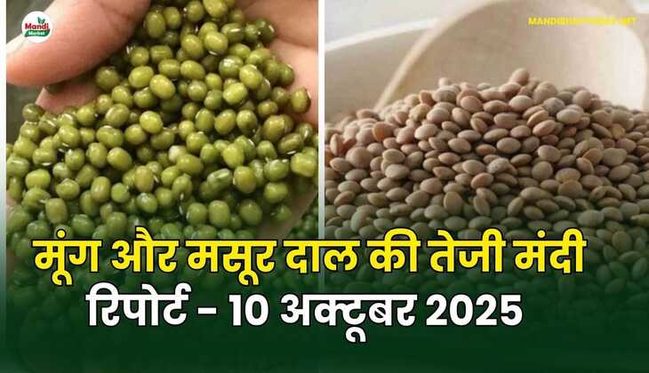 मूँग और मसूर दाल की तेजी मंदी रिपोर्ट - 10 अक्टूबर 2025 