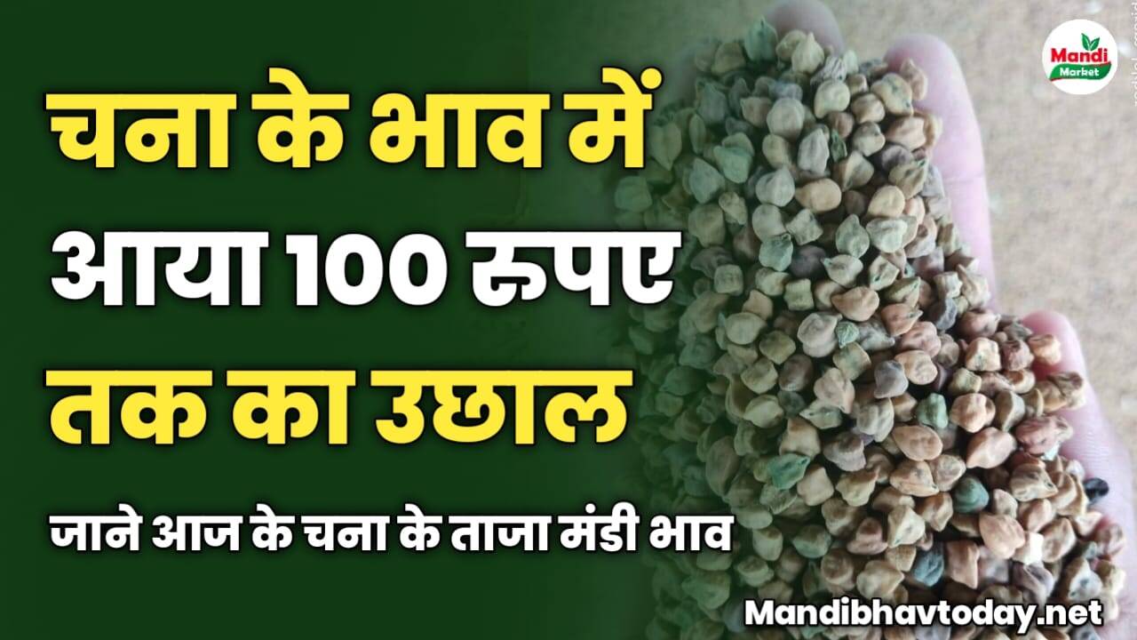 चना के भाव में आया 100 रुपए तक का उछाल | जाने आज के चना के ताजा मंडी भाव