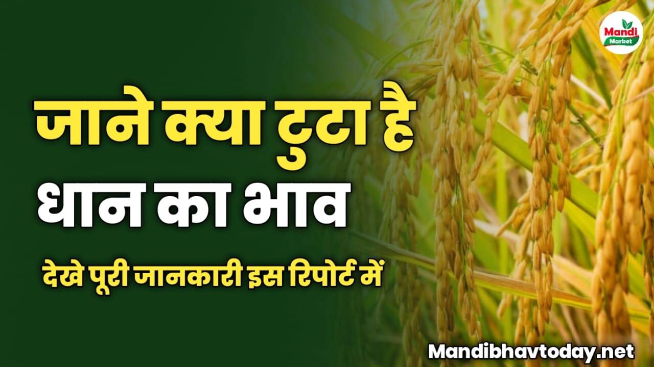 जाने क्या टुटा है धान का भाव | देखे पूरी जानकरी इस रिपोर्ट में